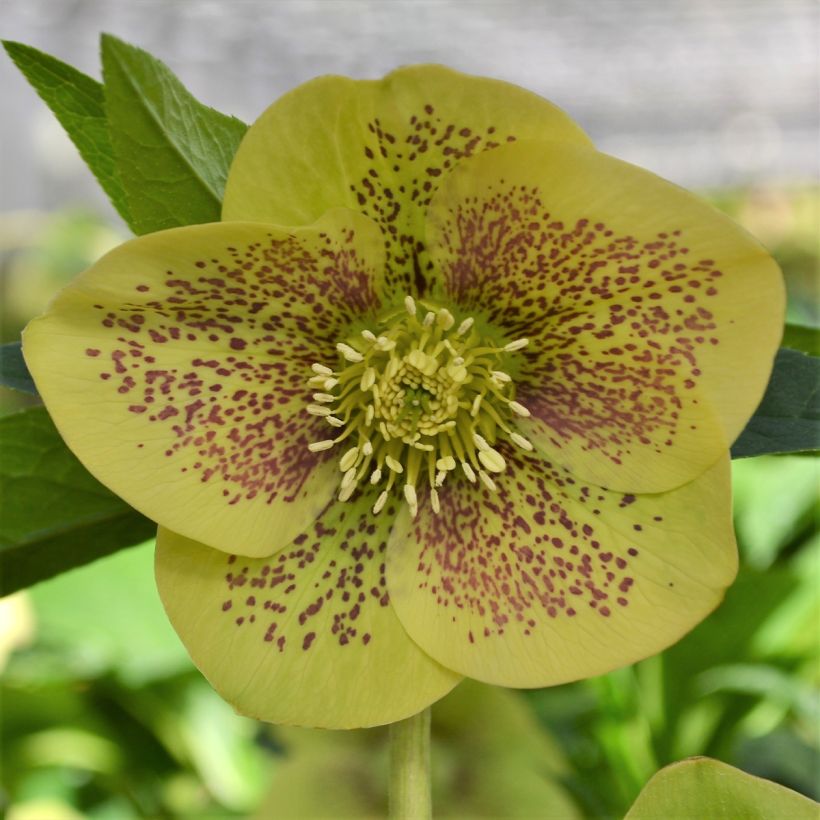 Helleborus ViV Serafina - Elleboro (Fioritura)