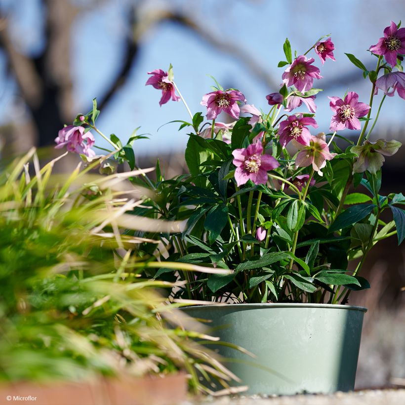 Helleborus ViV Teresa - Elleboro (Porto)