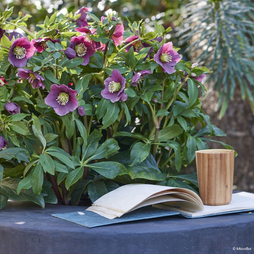 Helleborus ViV Valentina - Elleboro (Porto)