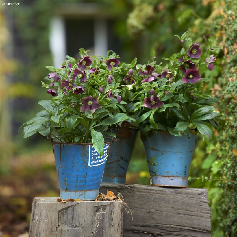 Helleborus ViV Victoria - Elleboro (Porto)