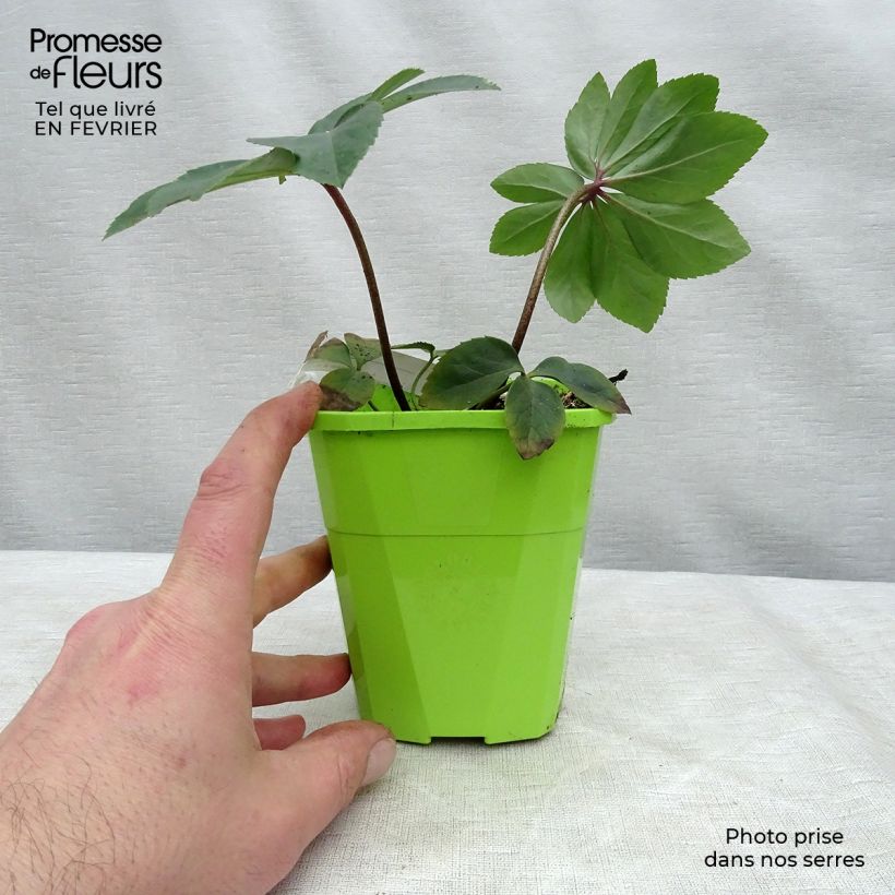 Helleborus Walberton's Rosemary - Elleboro Vaso da 1L/1,5L esemplare consegnato in inverno