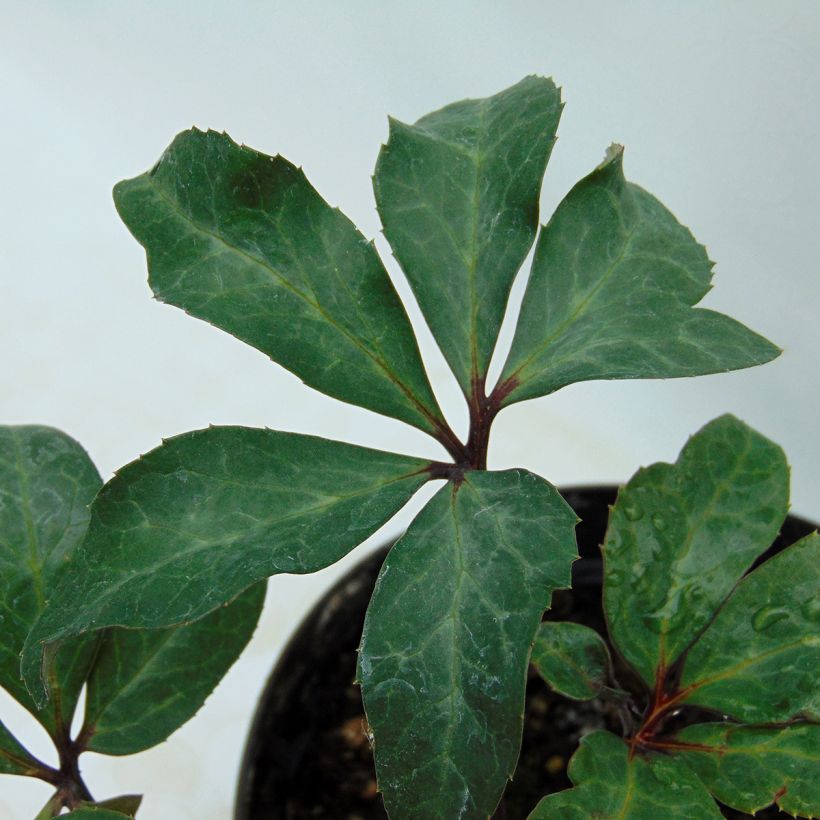 Helleborus ballardiae Maestro - Elleboro (Fogliame)