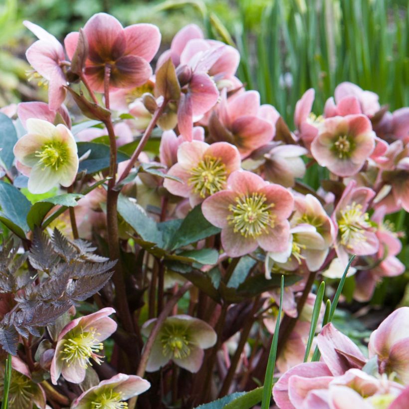 Helleborus ballardiae Maestro - Elleboro (Fioritura)