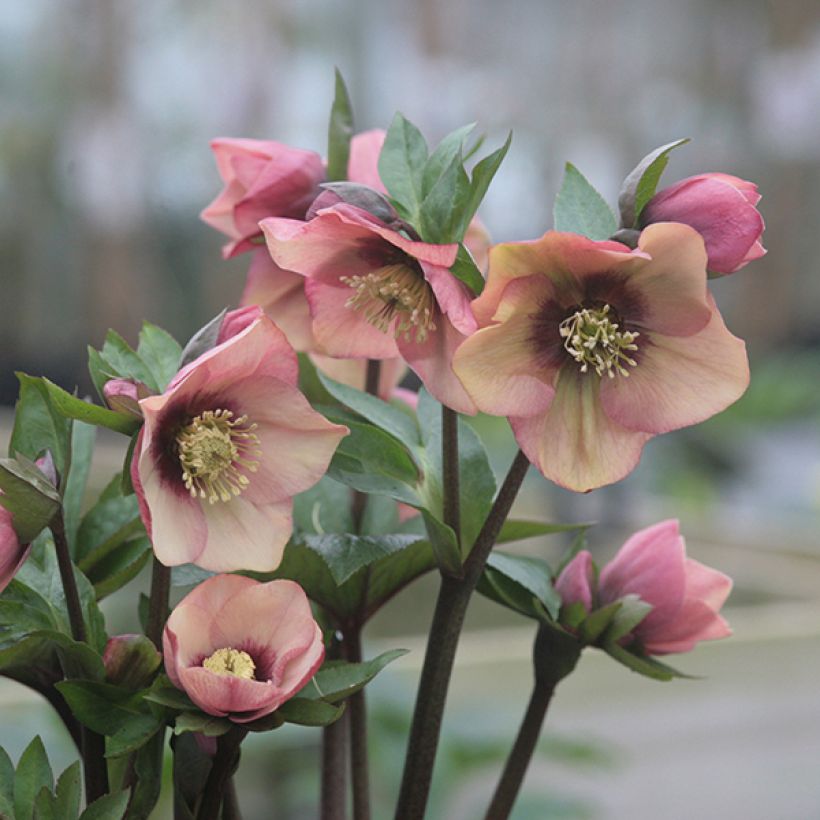 Helleborus Peach with Dark Center - Elleboro (Fioritura)