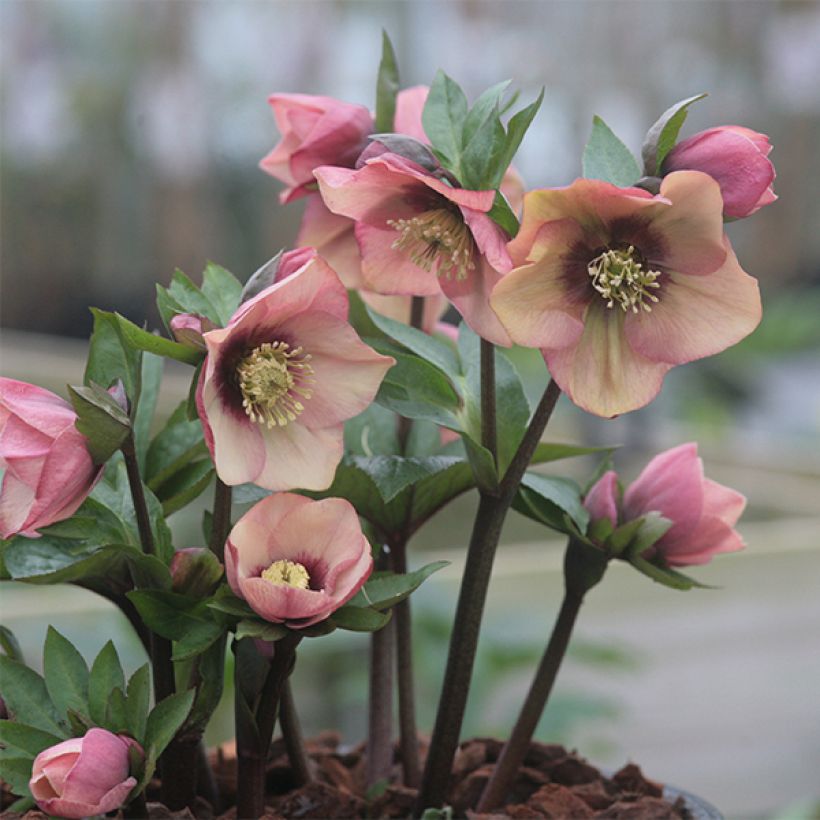 Helleborus Peach with Dark Center - Elleboro (Porto)
