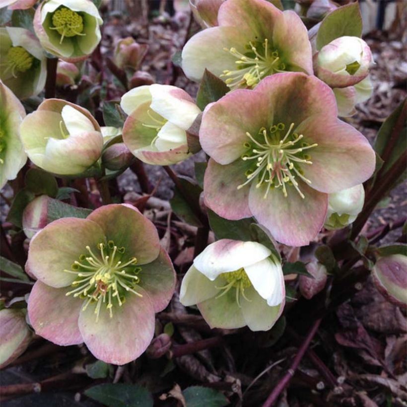 Helleborus ericsmithii - Elleboro (Fioritura)
