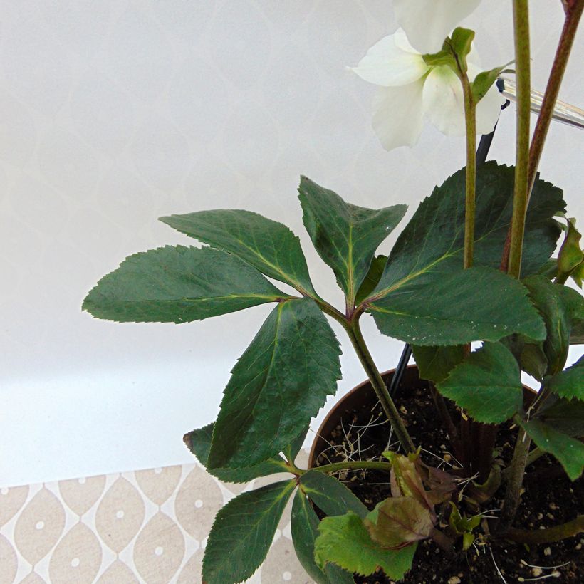 Helleborus lemonnieriae HGC Paradenia - Elleboro (Fogliame)