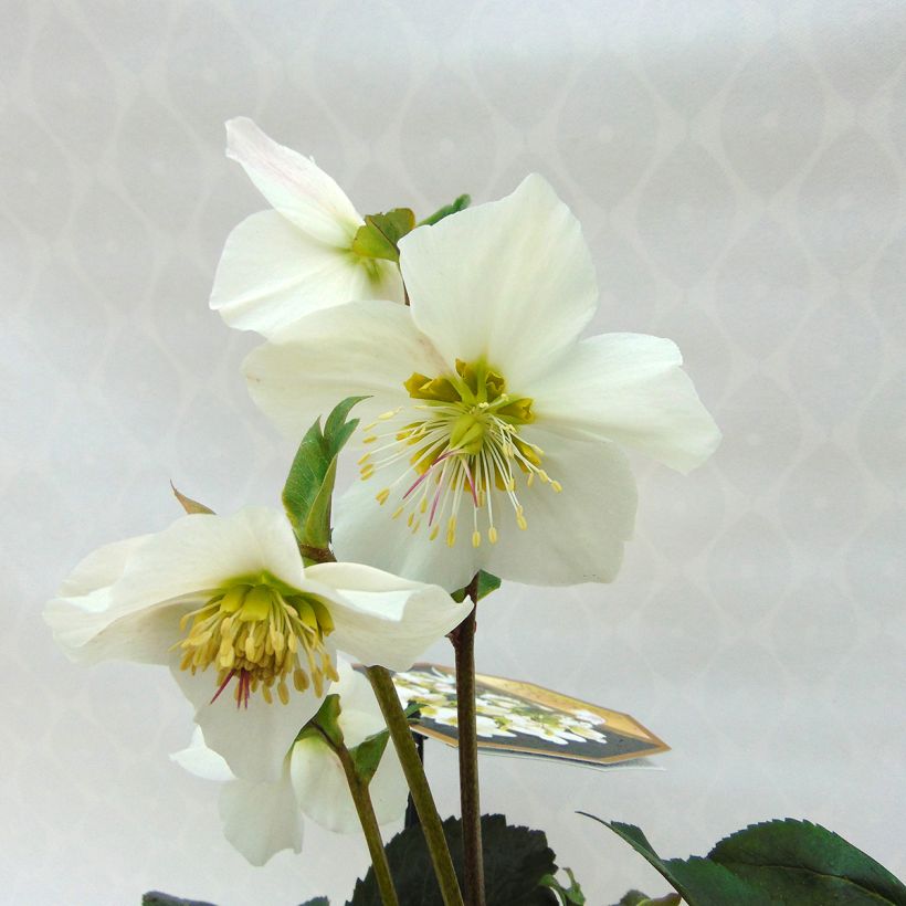 Helleborus lemonnieriae HGC Paradenia - Elleboro (Fioritura)