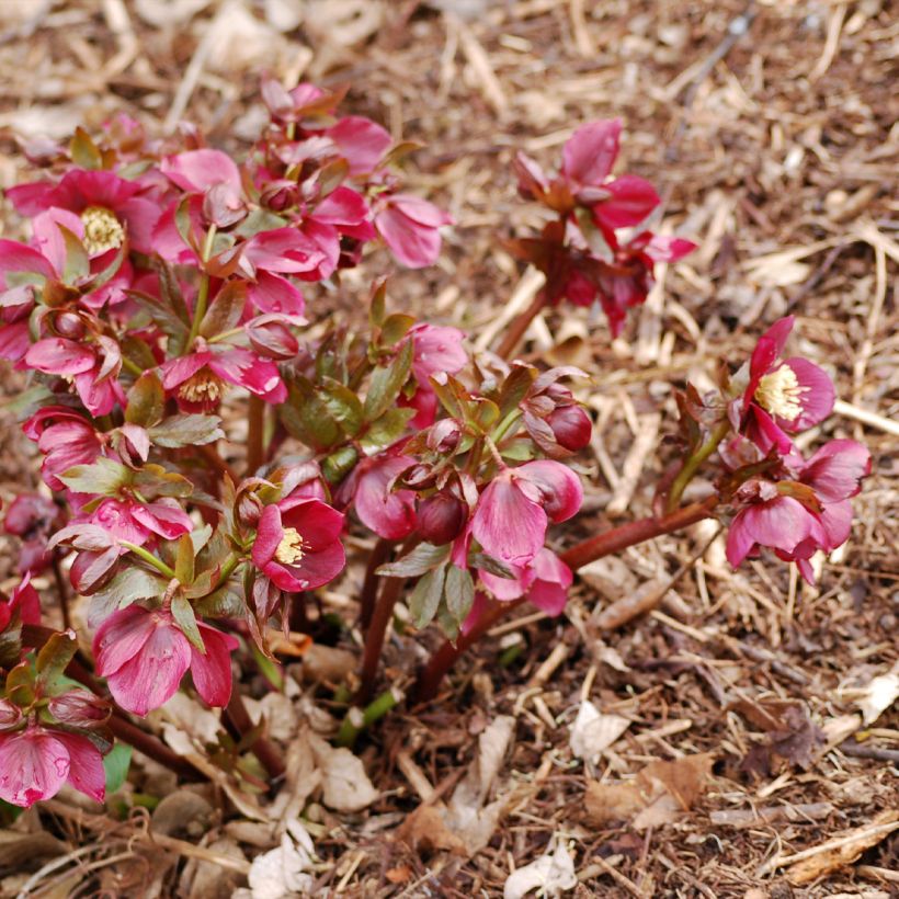 Helleborus Vesta - Elleboro (Porto)