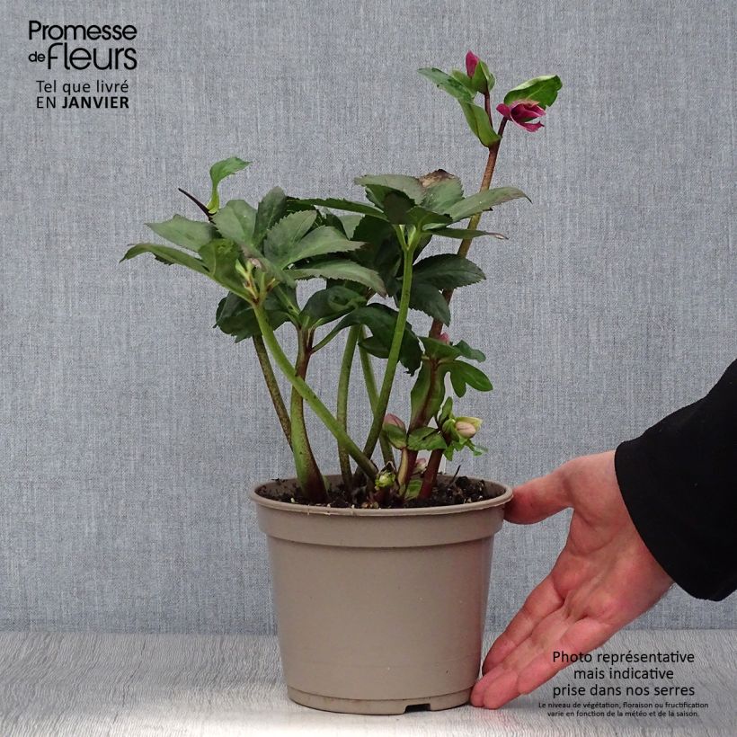 Helleborus lemperii HGC Leila - Elleboro Vaso da 2L/3L esemplare consegnato in inverno