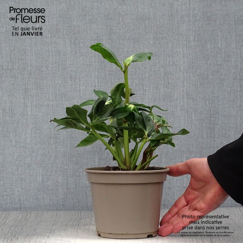 Helleborus lemperii HGC Linda - Elleboro Vaso da 2L/3L esemplare consegnato in inverno