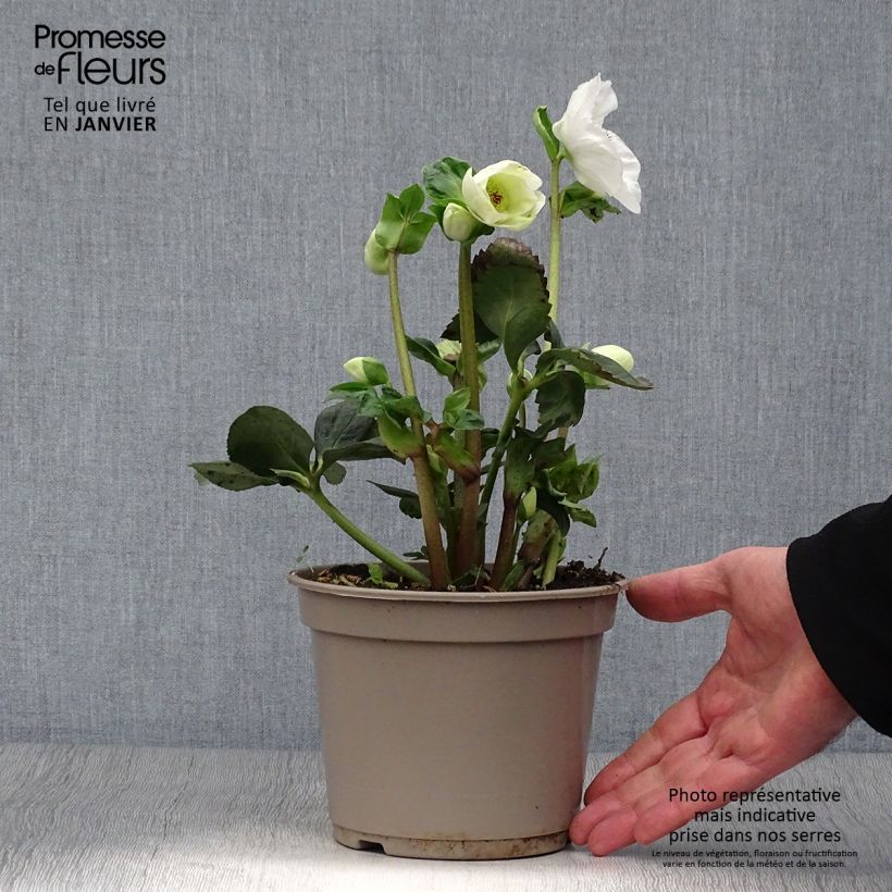 Helleborus lemperii HGC Linn - Elleboro Vaso da 2L/3L esemplare consegnato in inverno