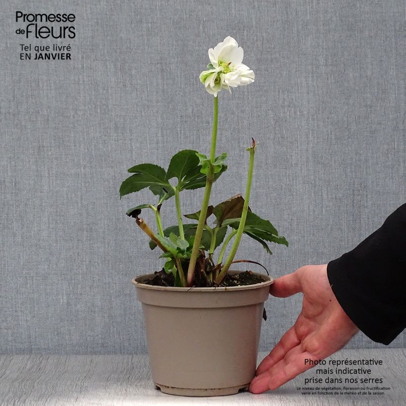 Helleborus lemperii HGC Lisann - Elleboro Vaso da 2L/3L esemplare consegnato in inverno
