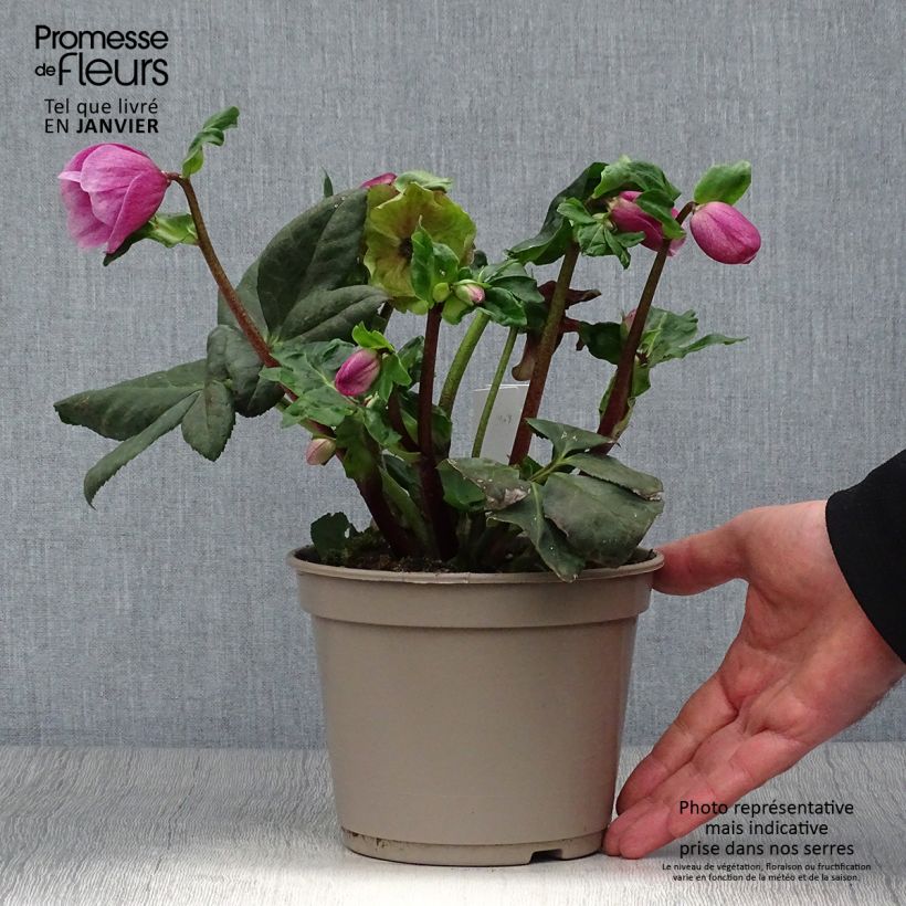 Helleborus lemperii HGC Lulu - Elleboro Vaso da 2L/3L esemplare consegnato in inverno