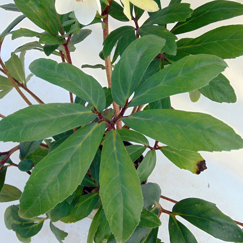 Helleborus niger (Foliage)