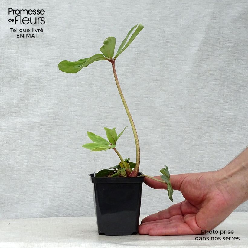 Example of Helleborus niger Vasetto da 8/9 cm as you get in printemps