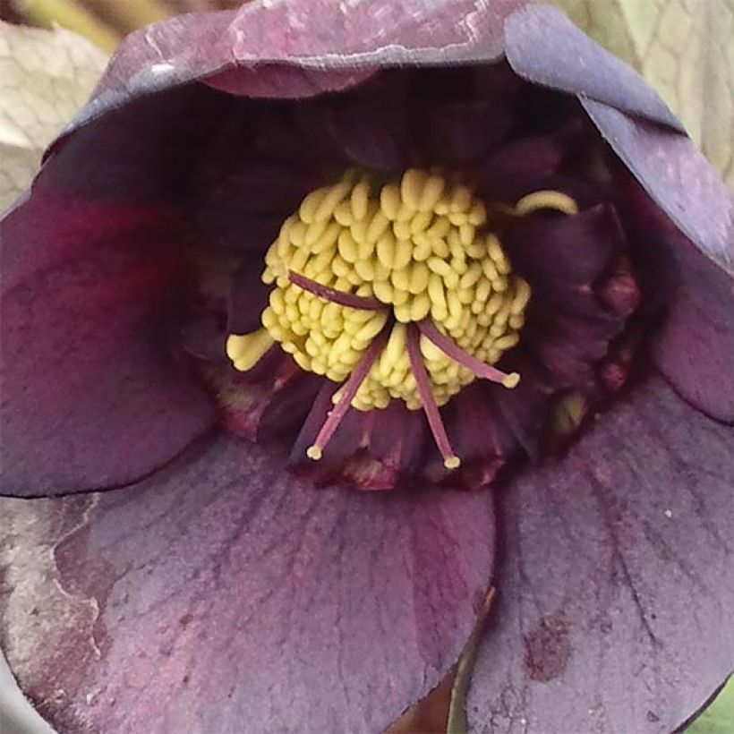Helleborus Anemone Black - Elleboro (Fioritura)