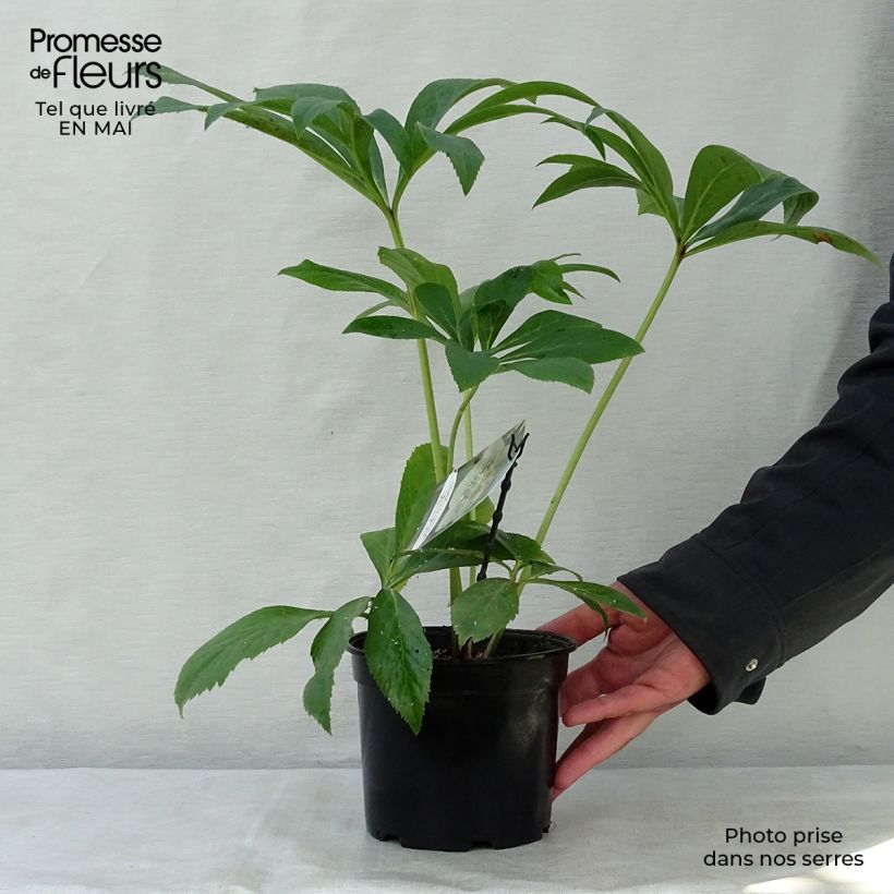 Helleborus Apricot guttatus - Elleboro Vaso da 2L/3L esemplare consegnato in primavera