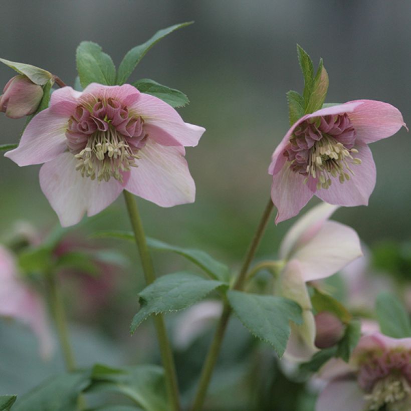 Helleborus Anemone Pink - Elleboro (Fioritura)