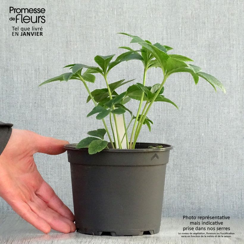 Helleborus Anemone Apricot - Elleboro Vaso da 2L/3L esemplare consegnato in inverno