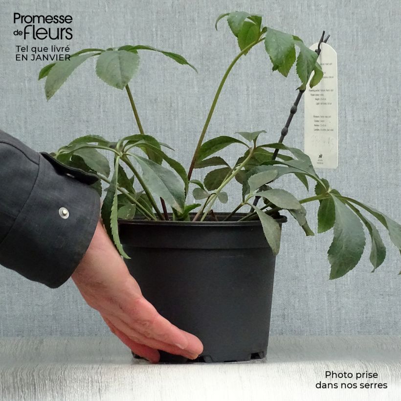 Helleborus Anemone White - Elleboro Vaso da 2L/3L esemplare consegnato in inverno