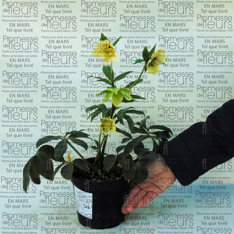 Esempio di esemplare Helleborus Anemone Yellow Guttatus - Elleboro Vaso da 2L/3L come consegnato