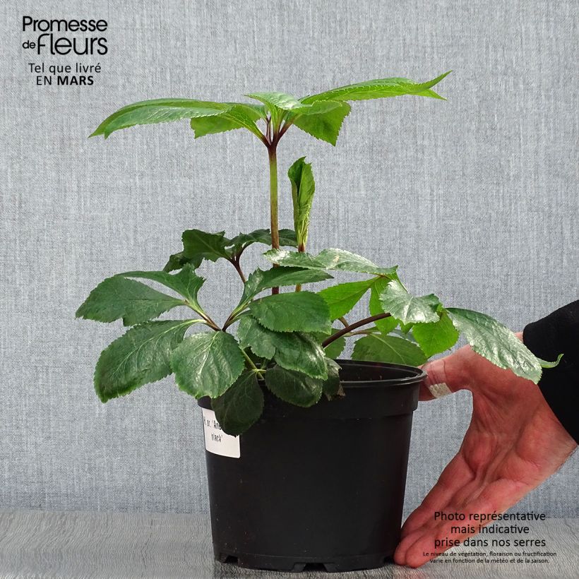 Helleborus Anemone Black - Elleboro Vaso da 2L/3L esemplare consegnato in primavera