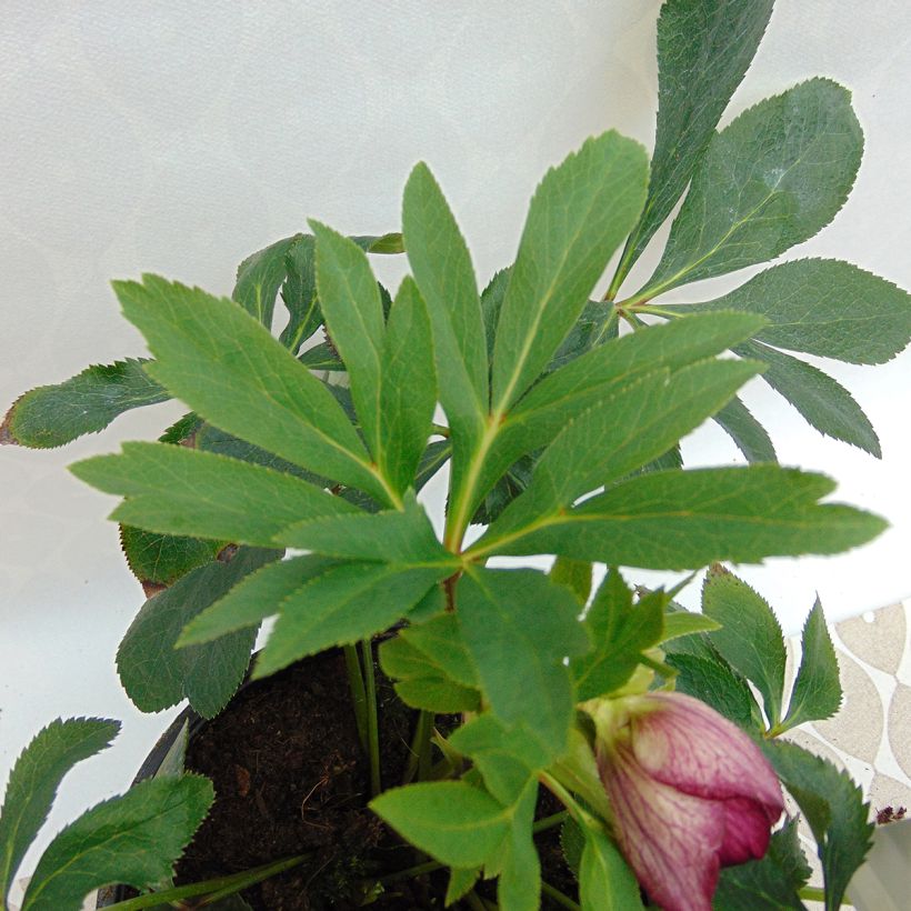 Helleborus Anemone Picotee - Elleboro (Fogliame)