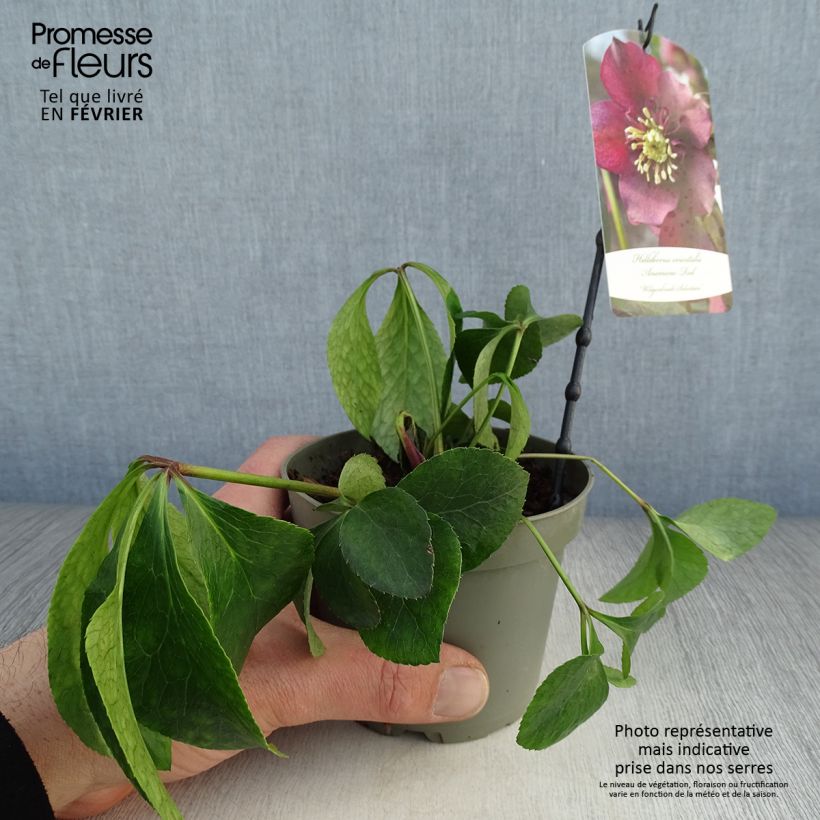 Helleborus Anemone Red - Elleboro Vaso da Ø 12 cm / 13 cm esemplare consegnato in inverno