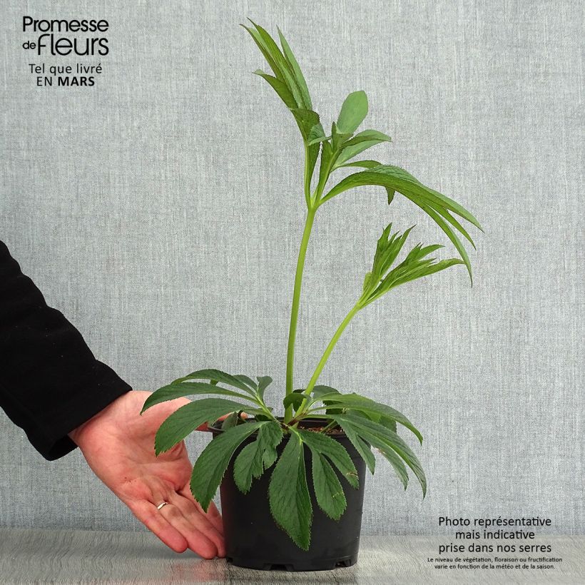 Helleborus Black Chocolate - Elleboro Vaso da 2L/3L esemplare consegnato in primavera