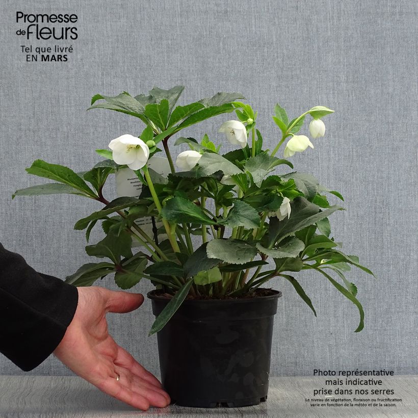 Helleborus White - Elleboro Vaso da 2L/3L esemplare consegnato in primavera
