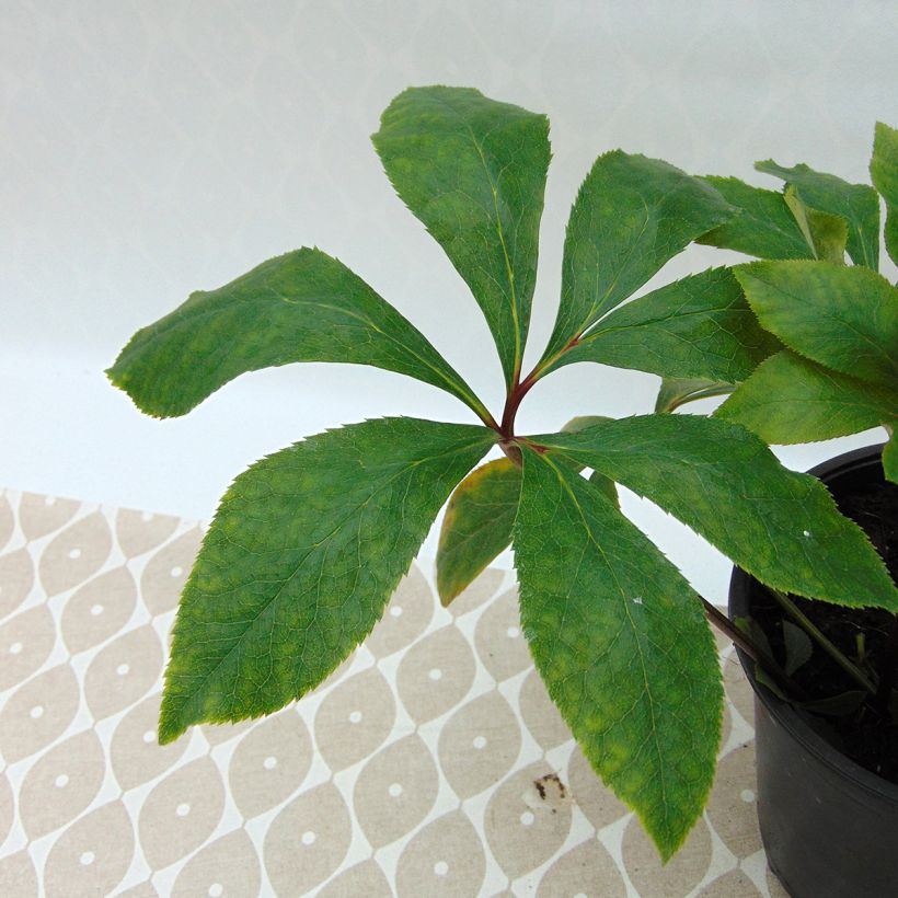 Helleborus Double White Spotted - Elleboro (Foliage)