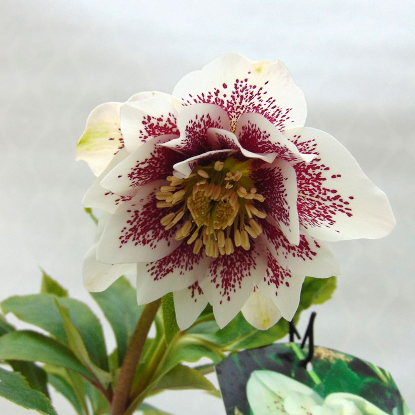 Helleborus Double White Spotted - Elleboro (Flowering)