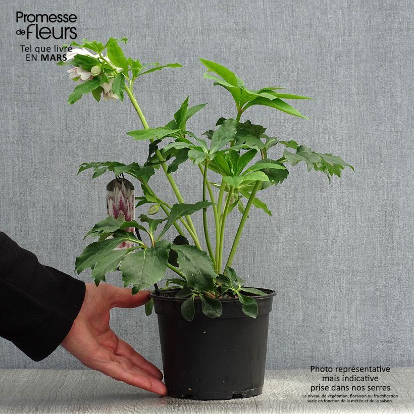Example of Helleborus Double White Spotted - Elleboro Vaso da 2L/3L as you get in printemps