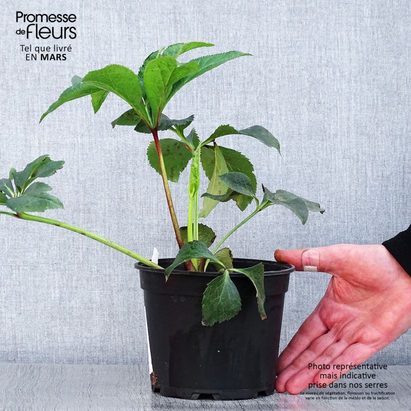 Helleborus Double White Red/Purple Edge - Elleboro Vaso da 2L/3L esemplare consegnato in primavera