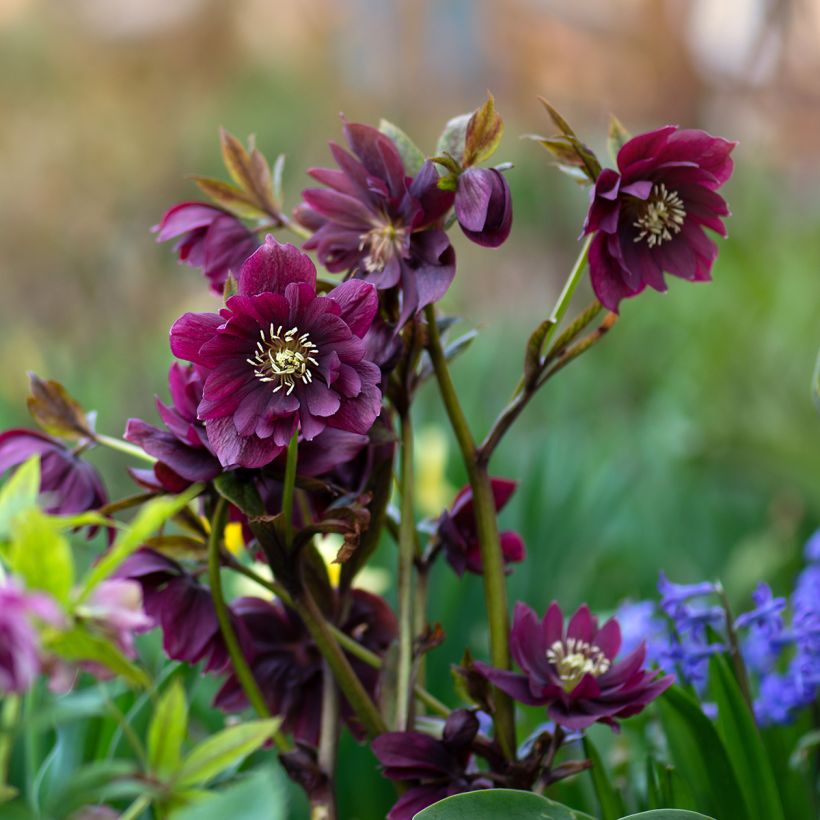 Helleborus Double Red - Elleboro (Porto)