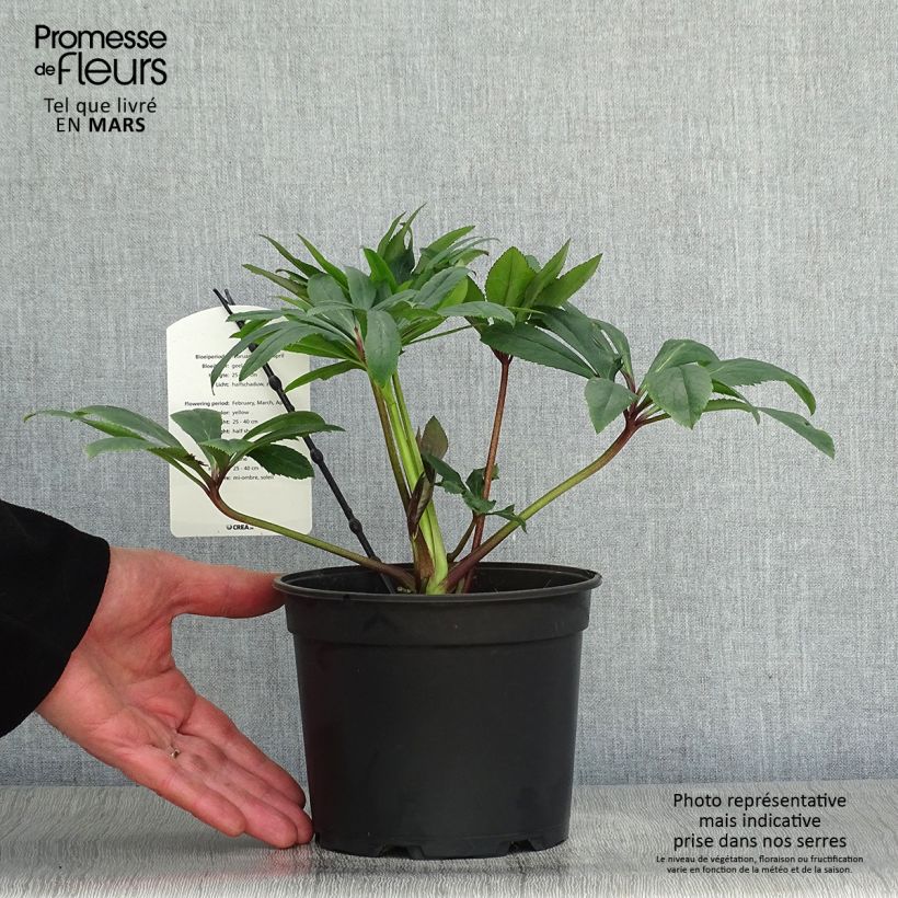 Helleborus Double Yellow - Elleboro Vaso da 2L/3L esemplare consegnato in primavera