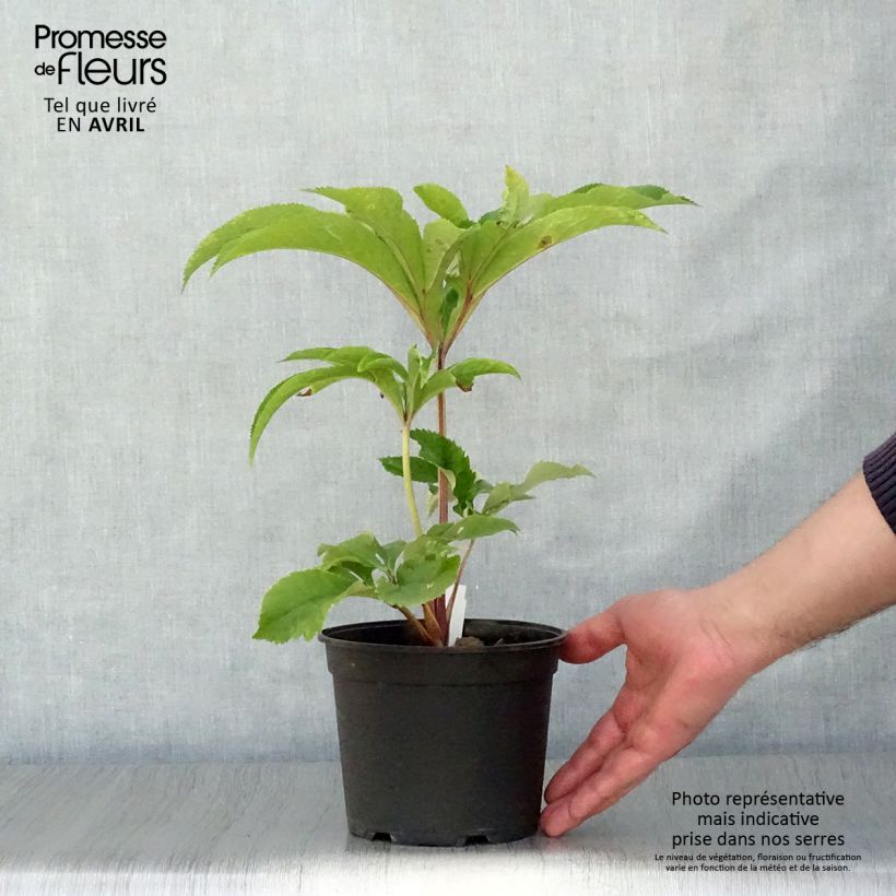 Helleborus Special Pink - Elleboro Vaso da 2L/3L esemplare consegnato in primavera