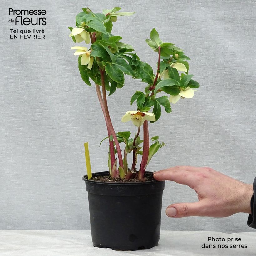 Helleborus Super Yellow Red Center - Elleboro Vaso da 2L/3L esemplare consegnato in inverno
