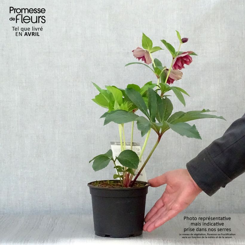 Helleborus Magic Double Red - Elleboro Vaso da 2L/3L esemplare consegnato in primavera