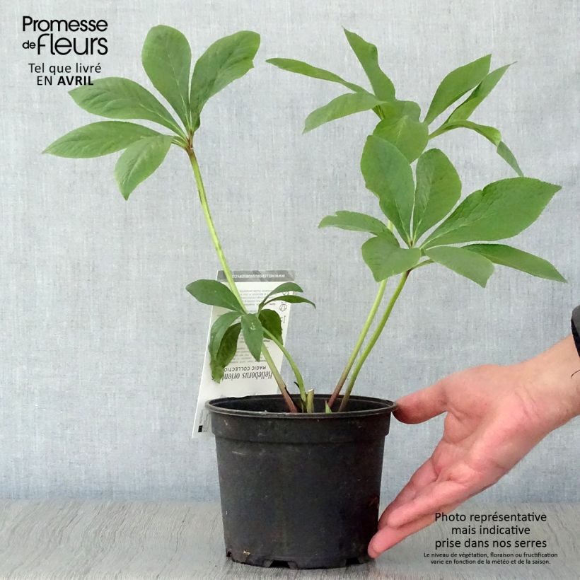 Example of Helleborus Magic Double Rose - Elleboro Vaso da 2L/3L as you get in printemps