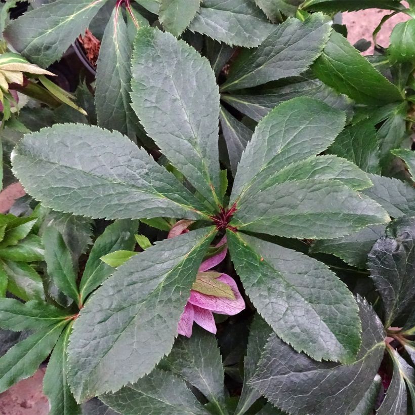 Helleborus Magic Double Rose - Elleboro (Foliage)