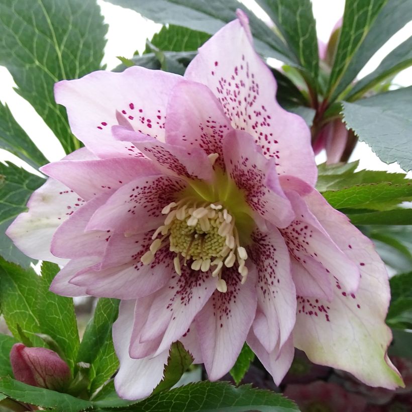 Helleborus Magic Double Rose - Elleboro (Flowering)
