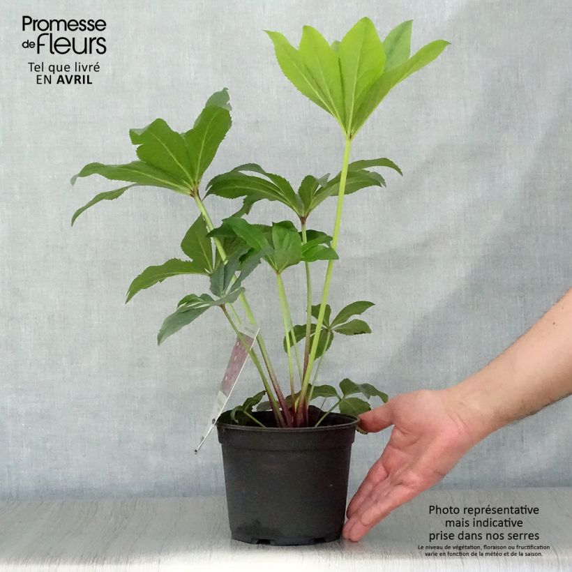 Helleborus Magic Red - Elleboro Vaso da 2L/3L esemplare consegnato in primavera