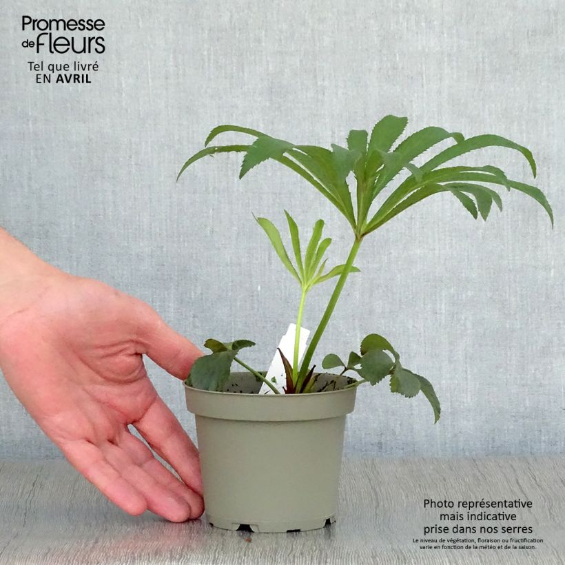 Helleborus Black - Elleboro Vaso da 1,5L/2L esemplare consegnato in primavera
