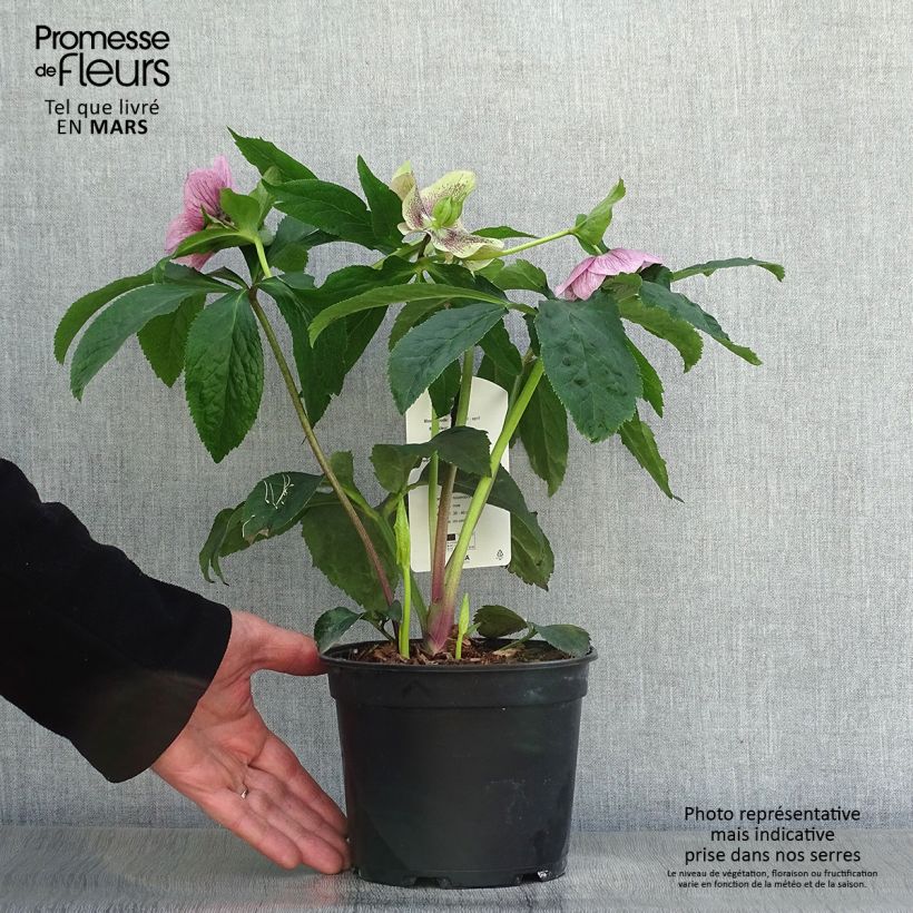 Helleborus Pink Spotted - Elleboro Vaso da 2L/3L esemplare consegnato in primavera
