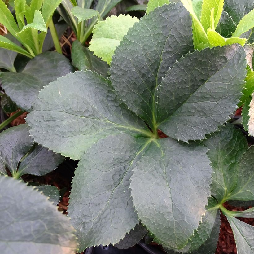 Helleborus Red - Elleboro (Foliage)
