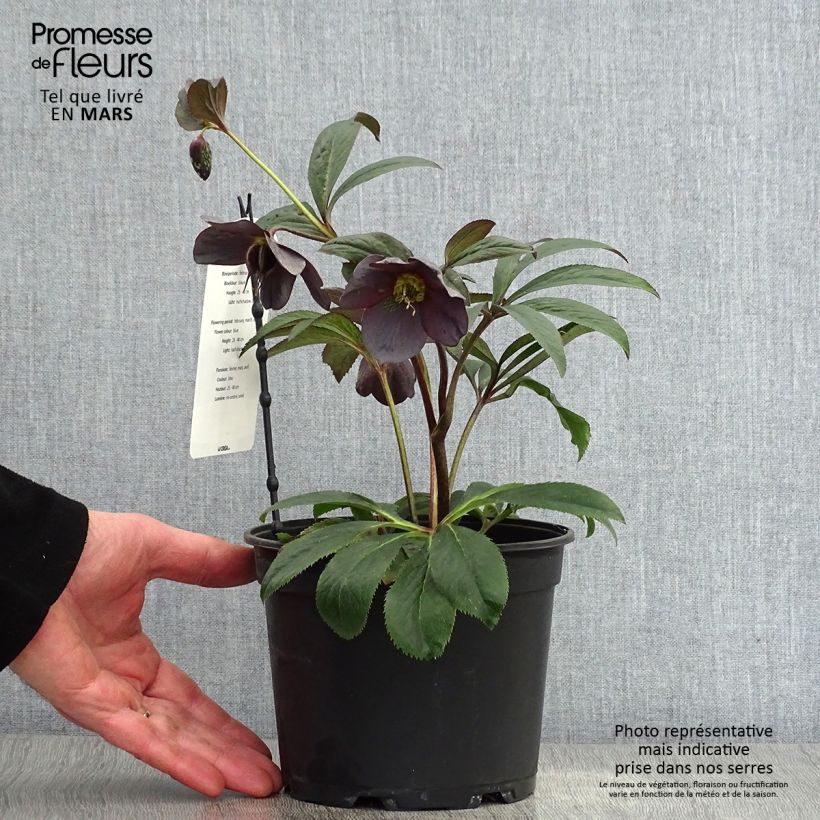 Helleborus Slaty Blue - Elleboro Vaso da 2L/3L esemplare consegnato in primavera