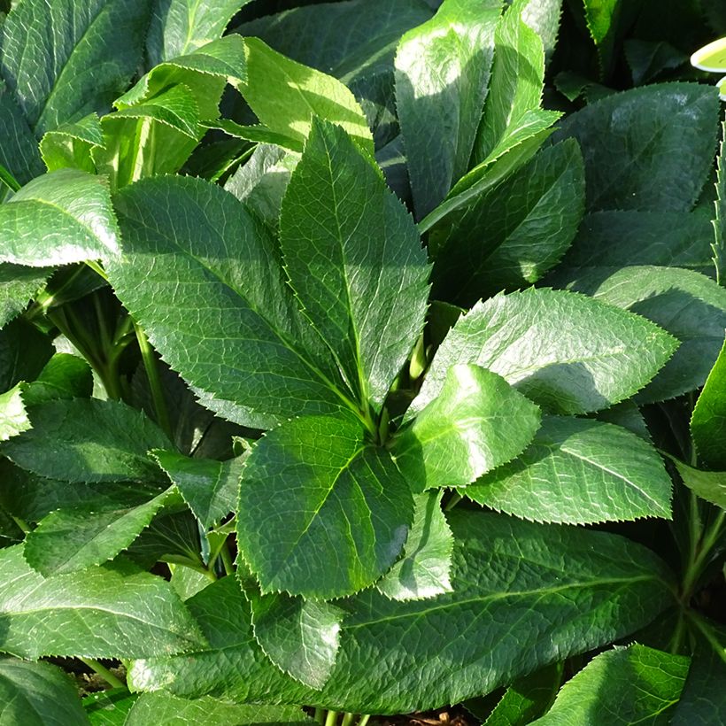 Helleborus ViV Alessandra - Elleboro (Fogliame)