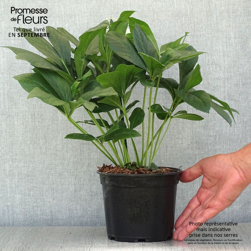 Esemplare di Helleborus ViV Alessandra - Elleboro Vaso da 2L/3L come consegnato in autunno